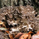 medicinal mushrooms, healthy immune system, boost your immune system